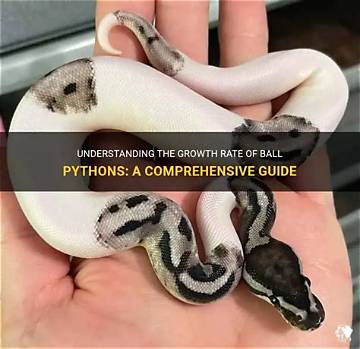 8 Ball Royal Pythons: a Comprehensive Guide to Captivating Snakes