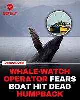 Discoveries from the Tragic Whale Incident in Hawaii