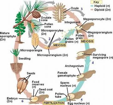 Gymnosperm Life Cycle: How Do Pine Trees Reproduce?