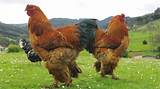 How Big Is the Giant Chicken? This Monster Bird Is an Internet Phenomenon