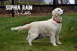 The Ultimate Guide to Sophia Rain: a Comprehensive Review