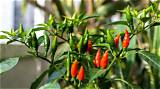The Ultimate Guide to Thai Pepper Cuisine: Master the Art of Spice